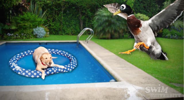 Keep Ducks Out With a Dog