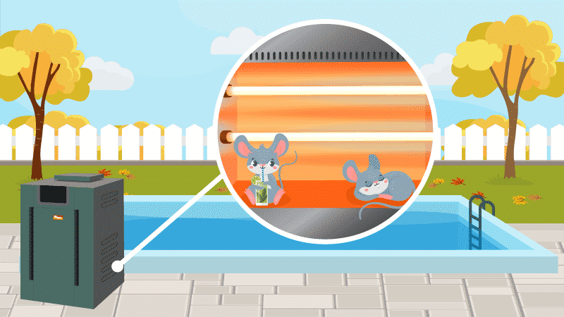 How to Keep Mice Out of Your Pool Heater